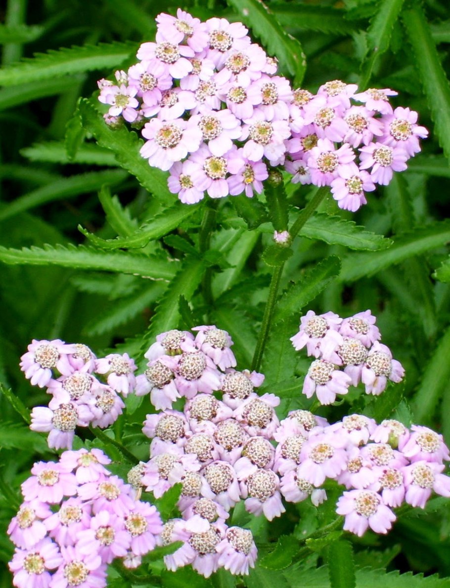 Тысячелистник Сербский, Achillea serbiса
