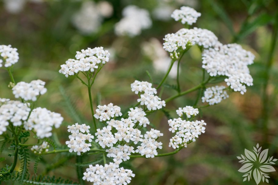 Тысячелистник Лаура
