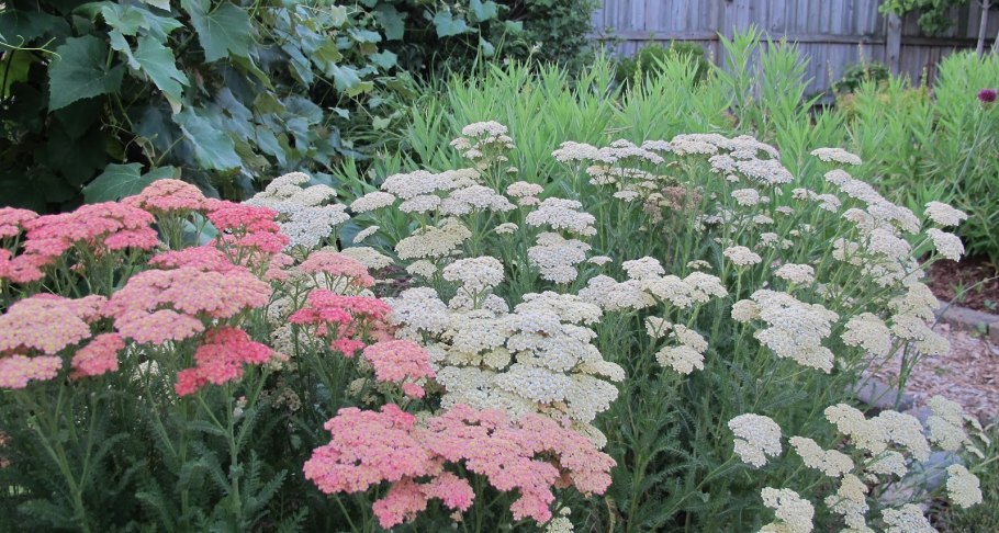Тысячелистник (Achillea)