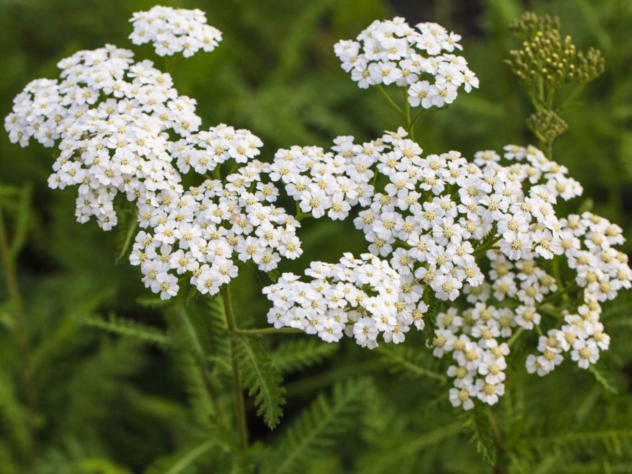 Белоголовник тысячелистник