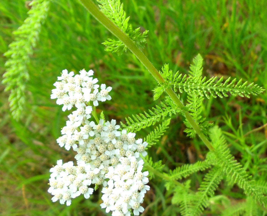 Тысячелистник обыкновенный соцветие