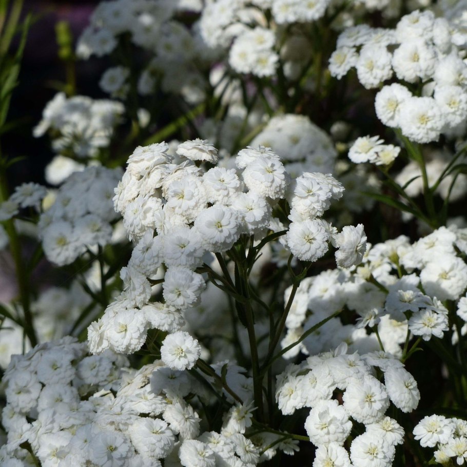 Тысячелистник Achillea "Diadem"