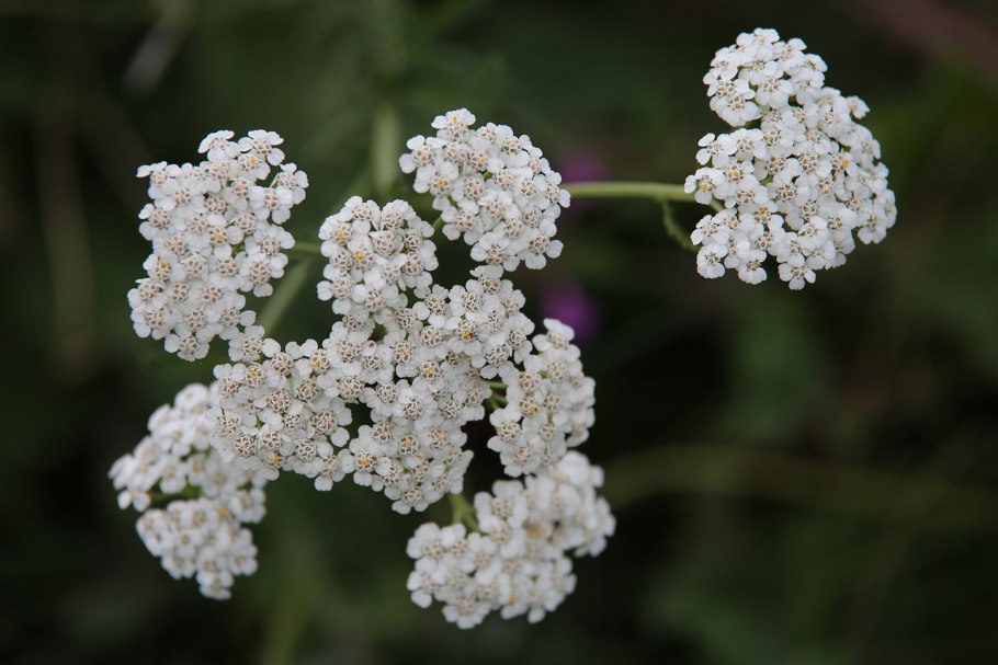 Тысячелистник Yarrow
