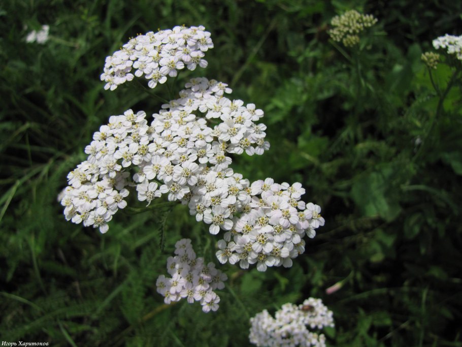 Тысячелистник Сибирский