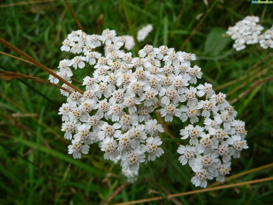 Тысячелистник Жемчужина Востока