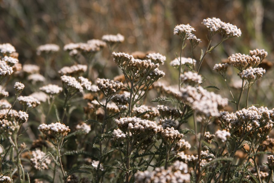 Тысячелистник обыкновенный Уайт Бьюти