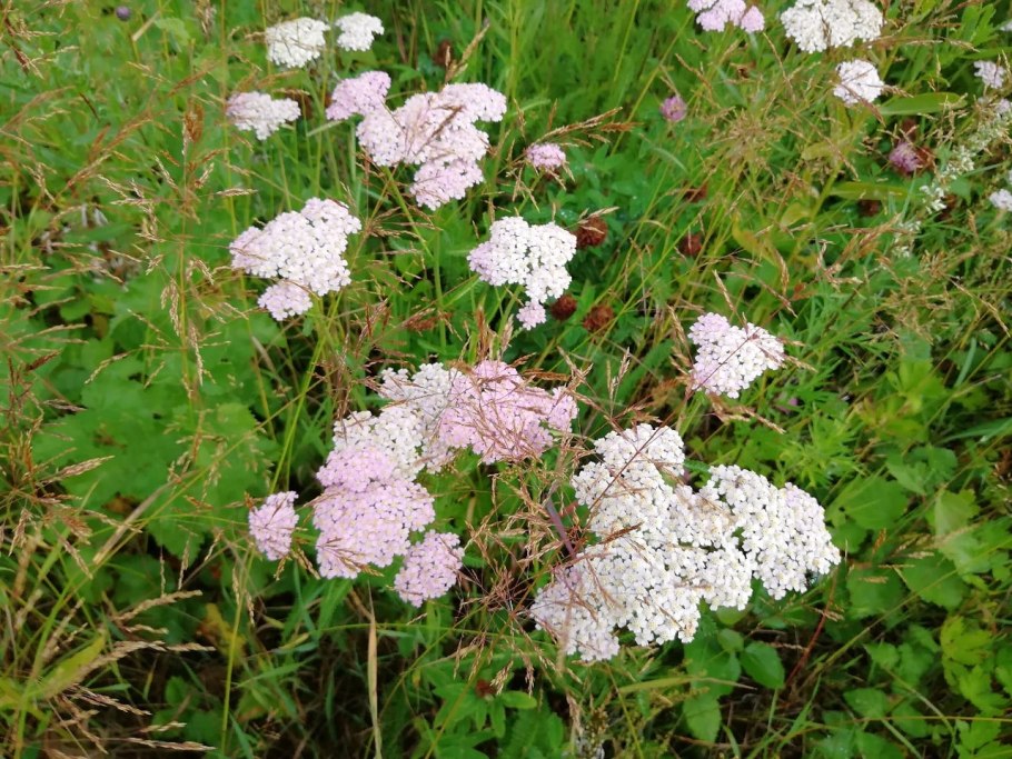 Тысячелистник рассада 4 листа фото