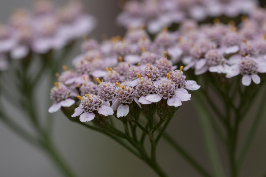 Тысячелистник (Achillea millefolium)