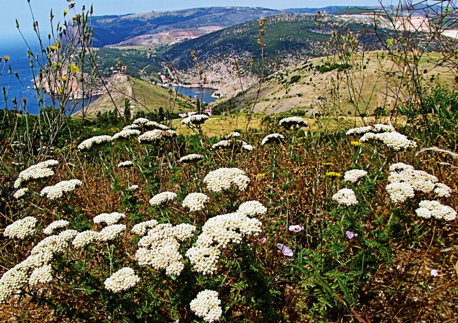 Тысячелистник Ахиллея