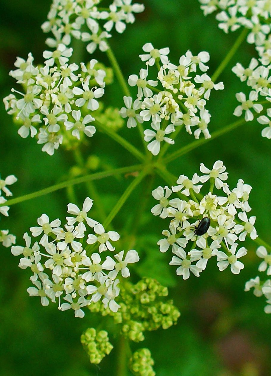 Болиголов (Conium)