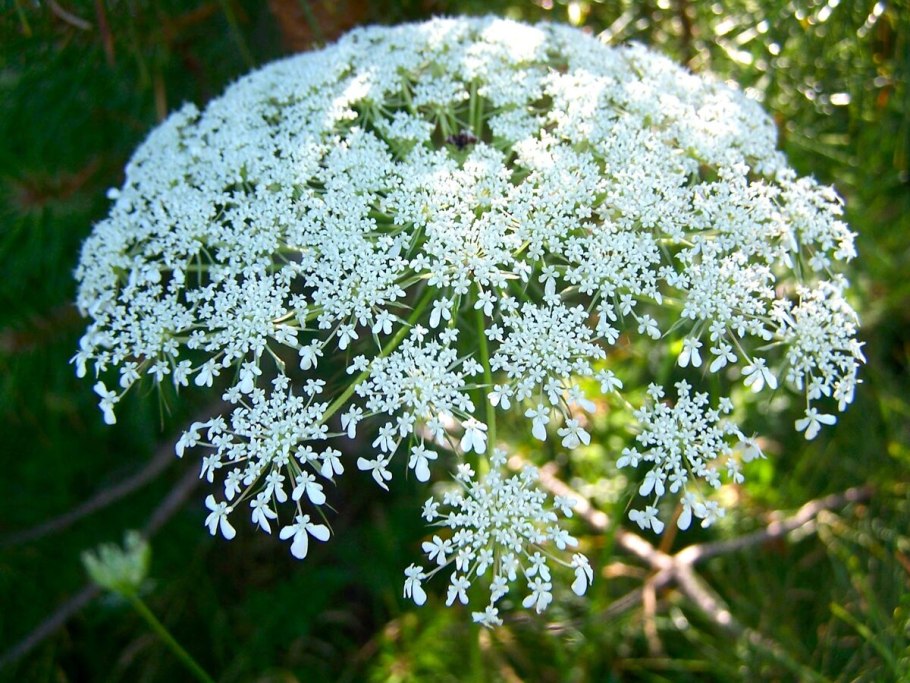 Растение бедренец камнеломка