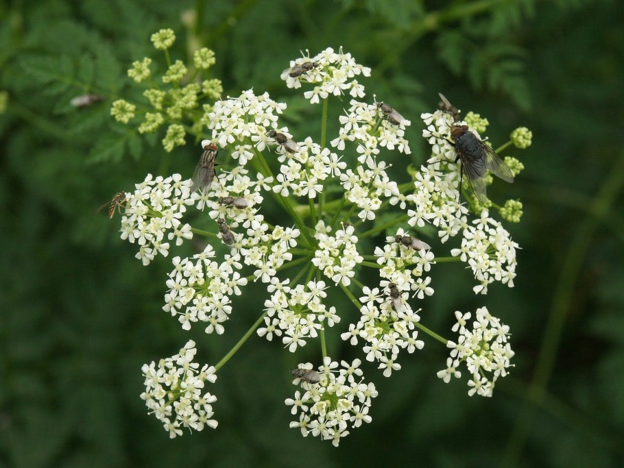 Болиголов пятнистый (омег)
