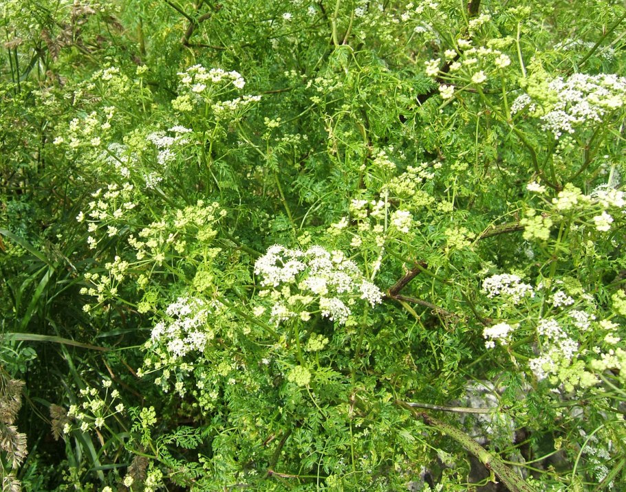 Багульник болиголов