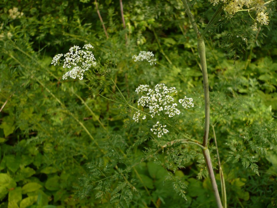 Болиголов пятнистый ядовитое