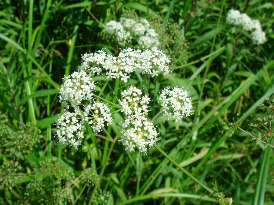 Растение болиголов пятнистый