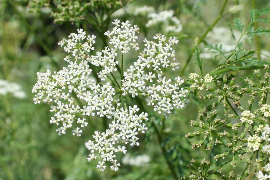 Болиголов пятнистый