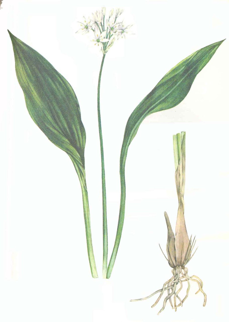 Луковичные это Однодольные