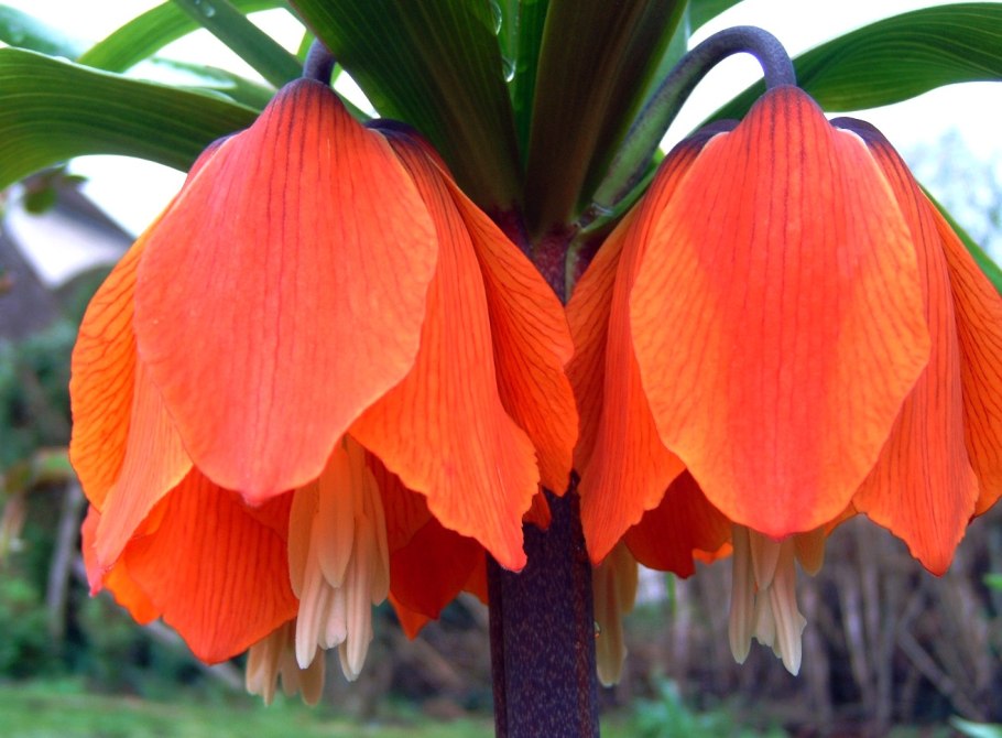 Лилейные масличные