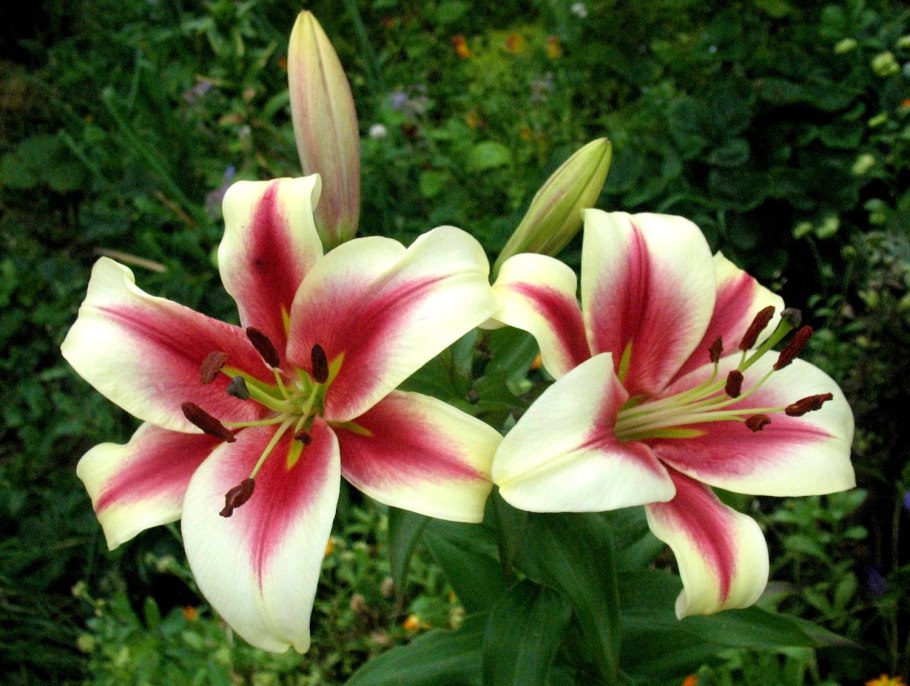 Лилейные тюльпаны листья зелено-фиолетовые