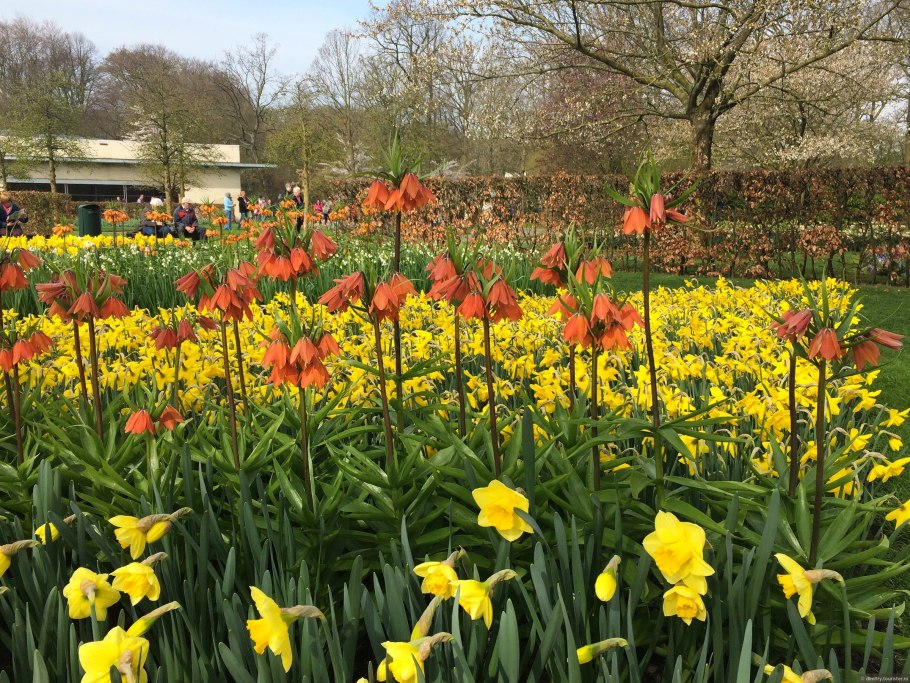 Ландыш Майский Лилейные