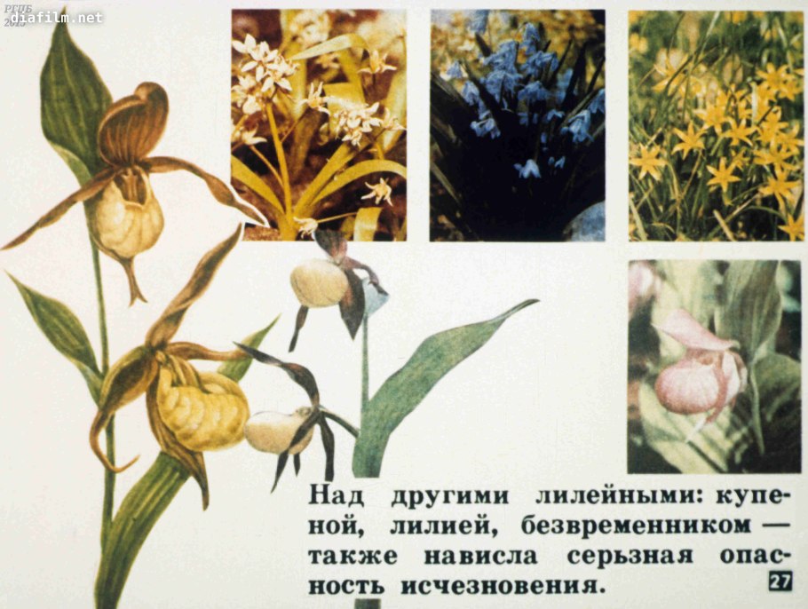 Тюльпан лилейный Салмон Династия