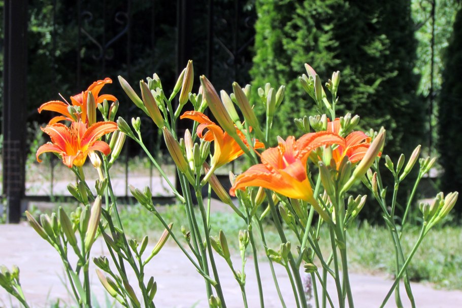 Лилейник оранжевый куст