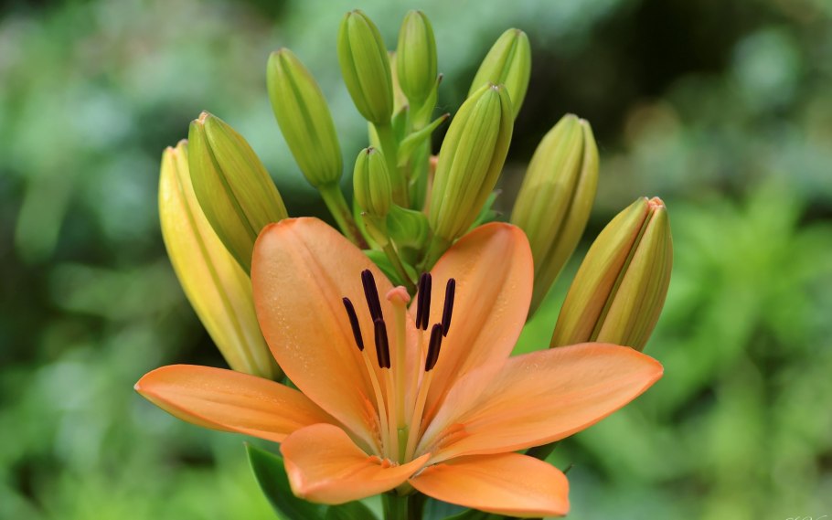 Вегетативные органы лилейных растений