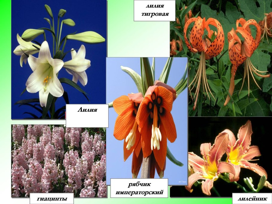 Liliaceae семейство