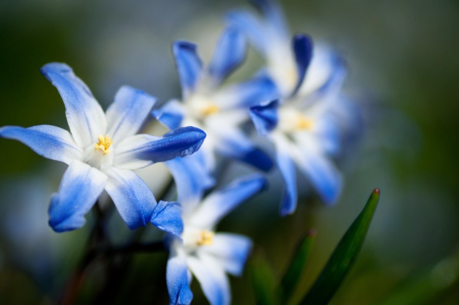 Лилия однодольное