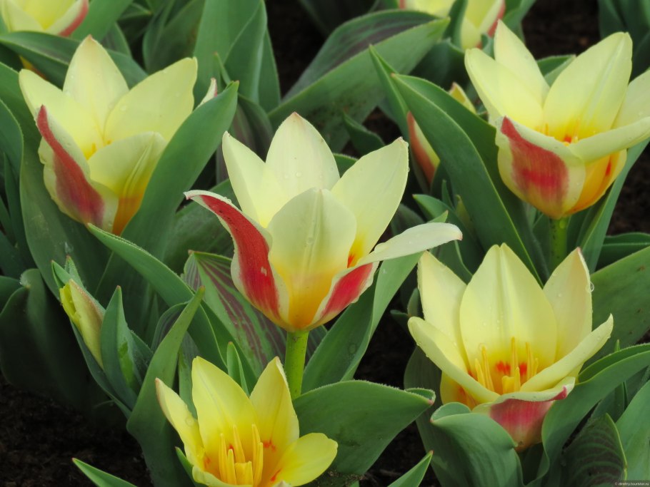 Семейство Лилейные Лилия