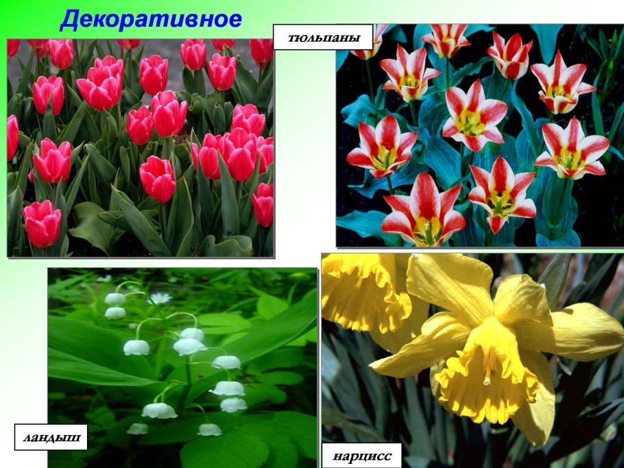 Семейство Лилейные