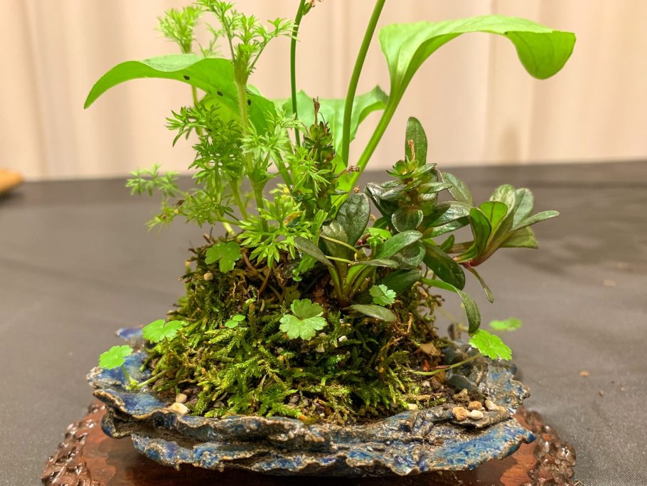 Мелкие листья на аммании бонсай