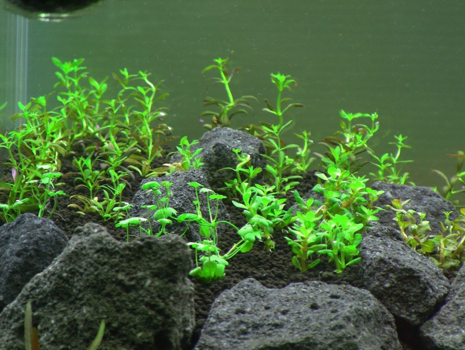 Аммания бонсай (Ammania SP.«Bonsai»)