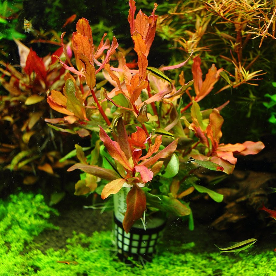 Аммания "бонсай" (Ammania SP. "Bonsai") меристема