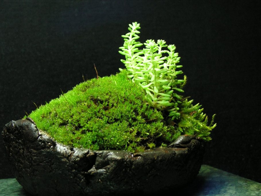 Ротала Амания