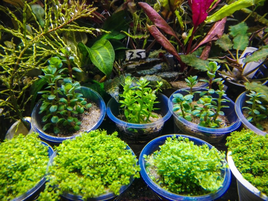 Аммания бонсай (Ammania SP.«Bonsai»)