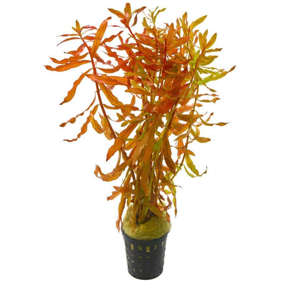 Аммания бонсай (Ammania SP.«Bonsai»)