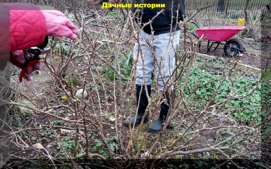 Посадка кустарников осенью