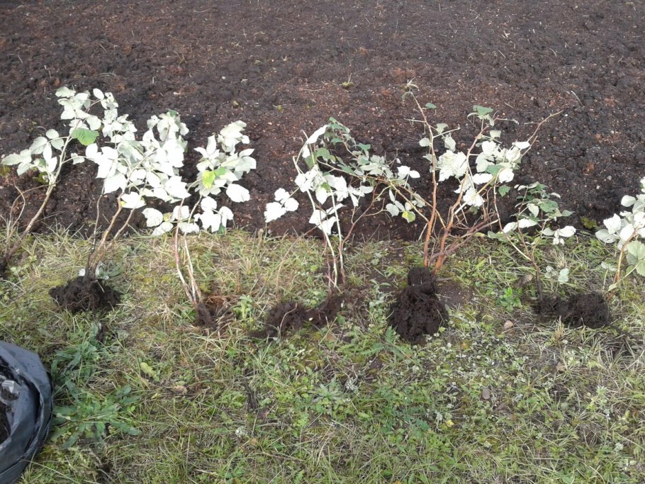 Высадка кустарников