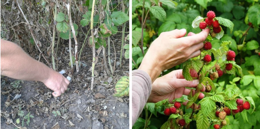 Йошта Живая изгородь