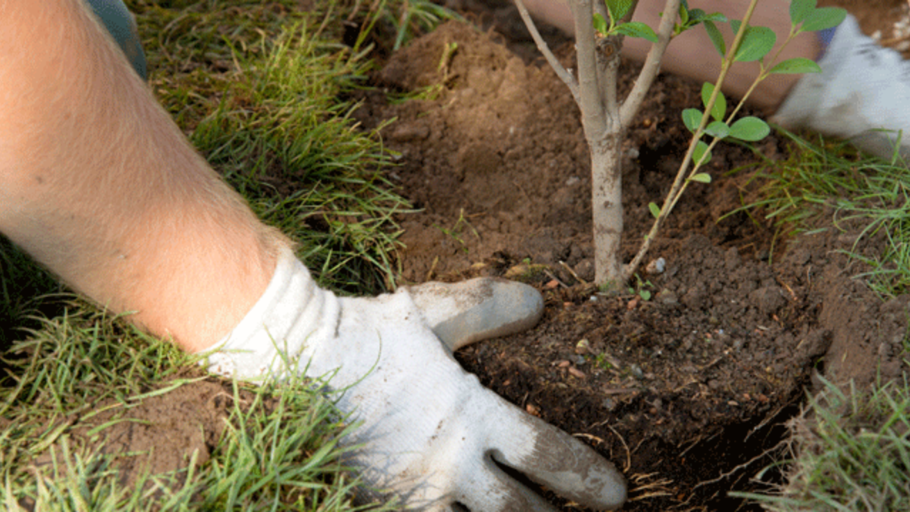 Арония черноплодная куст