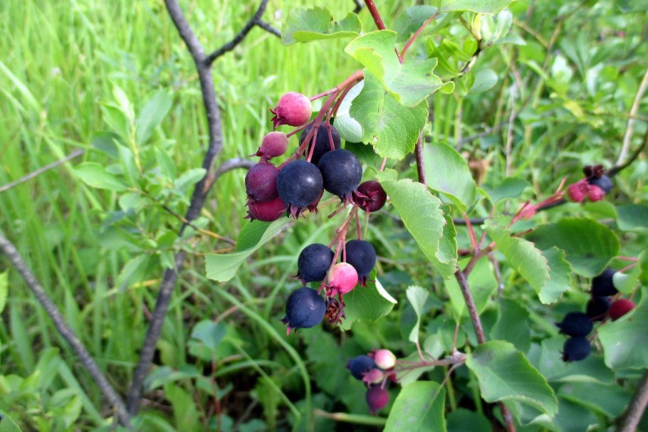 Рассада клубники куст