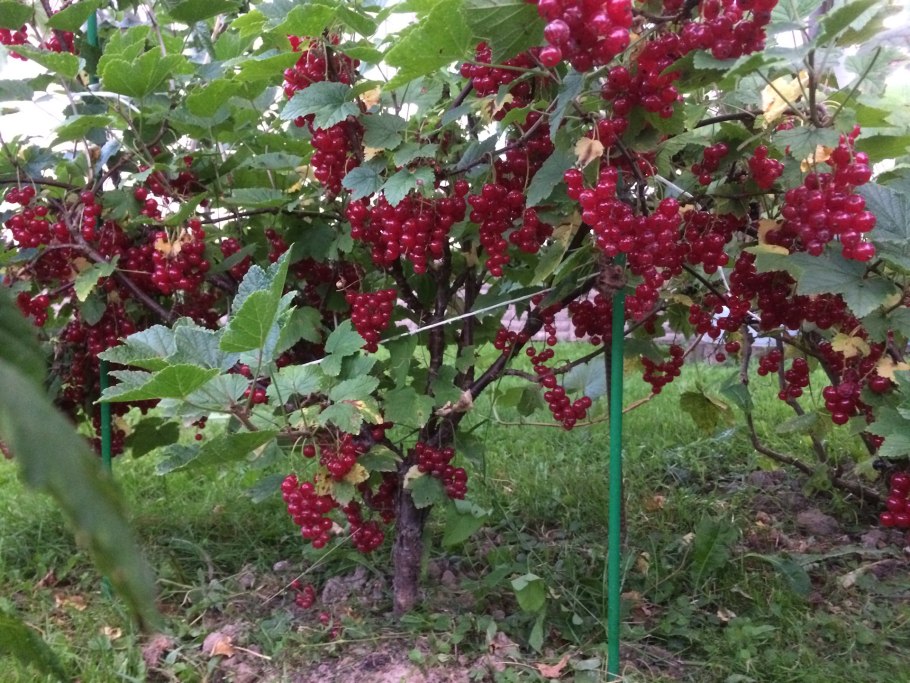 Кусты смородины и крыжовника