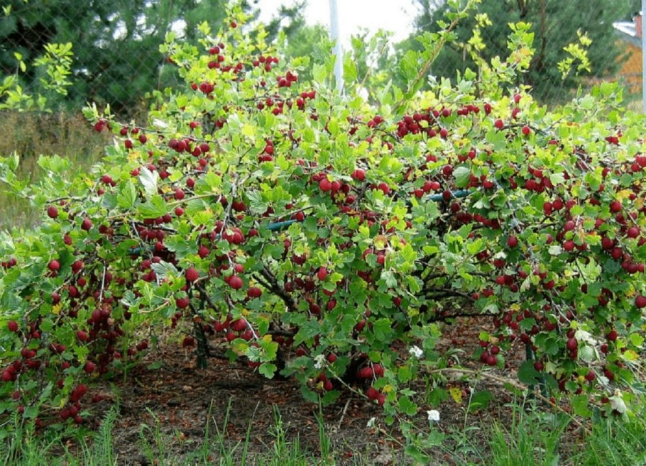Плодовые кустарники (смородина, крыжовник, жимолость)