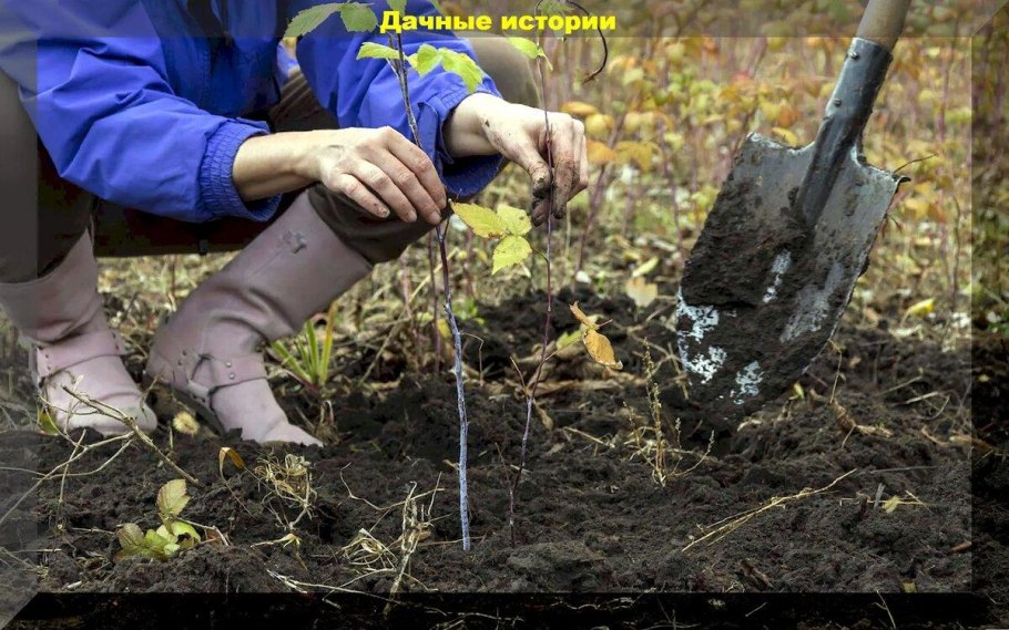 Рыхление крыжовника