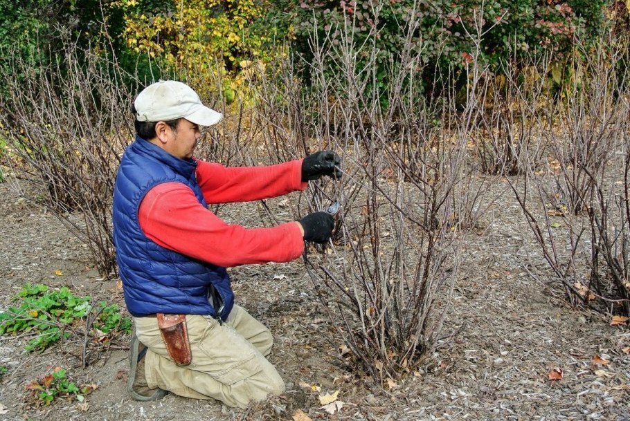 Саженцы с комом земли