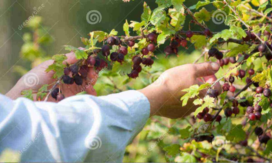 Ежевика праймаркфридам