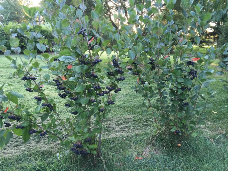 Крыжовник Буреинский