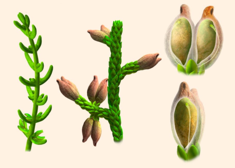 Келп ( из водорослей)