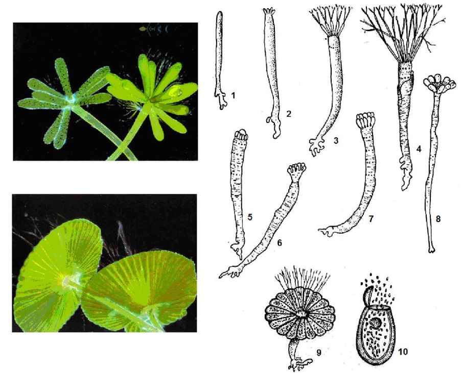 Ламинария размер